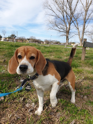 Servicio De Beagle Tricolor Busca Novia