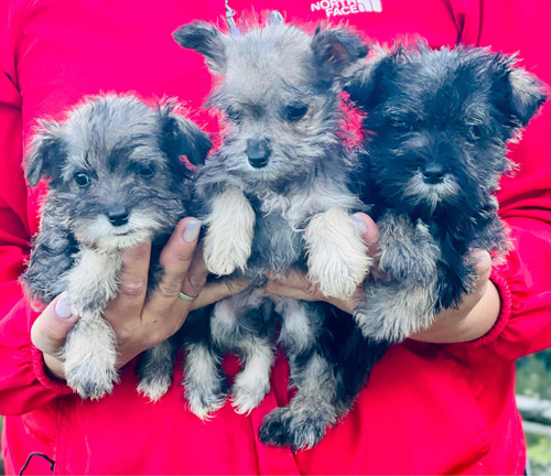 Imagen 5 de 5 de Cachorros Schnauzer Miniatura Sal & Pimienta