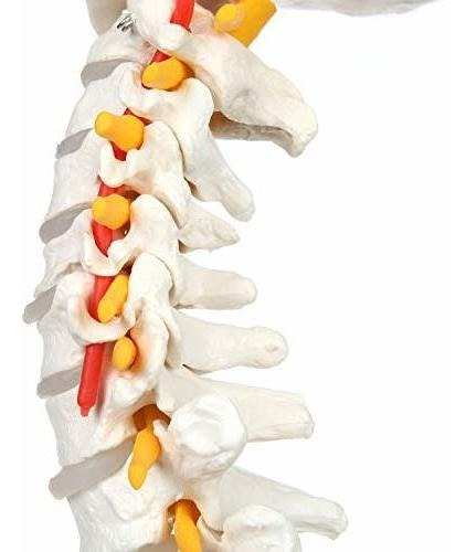 Axis Scientific - Columna Vertebral Flexible De Tamaño Natu