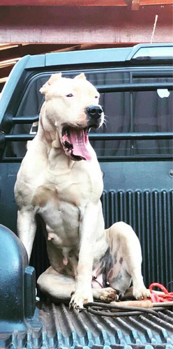 Filhote De Dogo Argentino