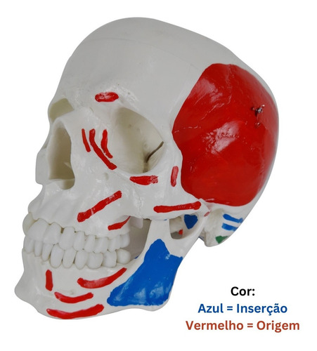 Crânio Humano Anatomia Origem Inserção Muscular Ossos Face