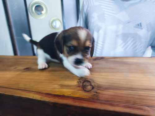 Cachorros Beagles. Machos Y Hembras