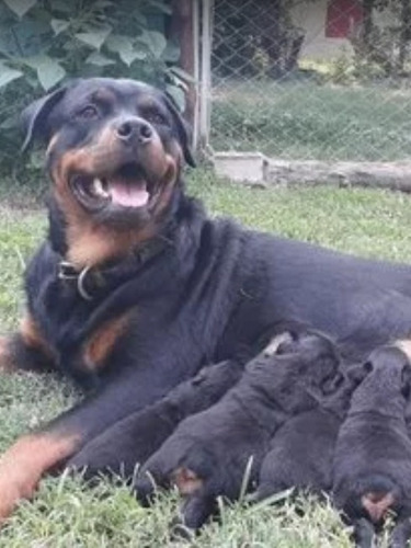 Rottweiler Cachorros Muy Lindos