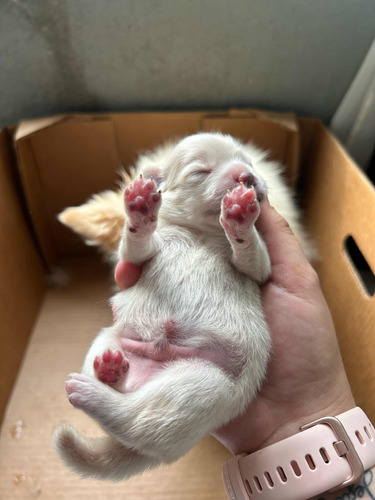 Pomerania Macho Blanco