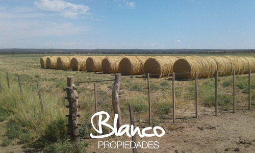 Campo  En Venta En Winifreda, Conhelo, La Pampa