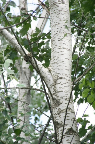 Populus Alba F. Pyramidalis (alamo Piramidal Plateado)