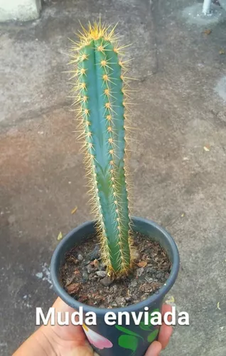 Cacto Azul (pilosocereus Pachycladus )