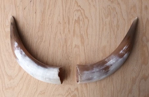 Cuernos De Toro De 33 Cm De Largo Cada Uno (#63)