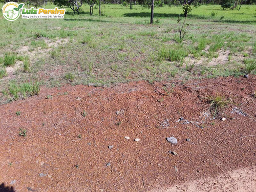 Imagem 9 de 10 de Fazenda À Venda Em Colinas - To - 498,53 Hectares (dupla Aptidão) - 2137