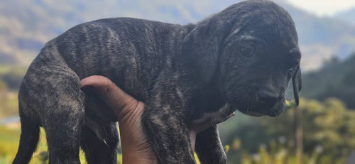 Cachorro Fila Brasilero
