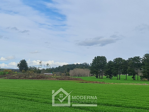 Campo 78 Ha En Traiguén Entre Rios