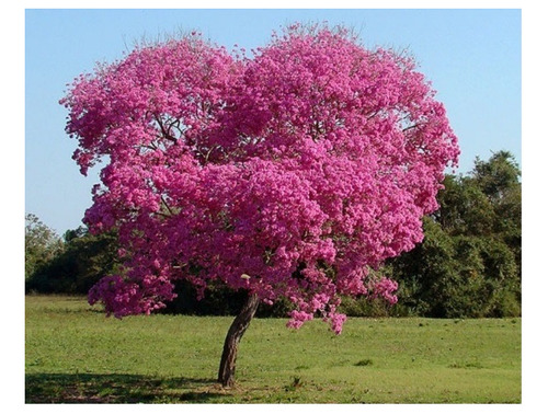 Semillas De Lapacho Rosado X 50 Unidades - Por Pack