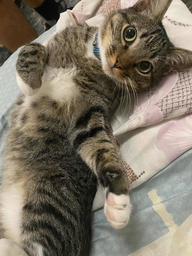 Imagen 3 de 5 de Hospedaje Pensión Cuidado Para Gatos/ Guardería Gatos