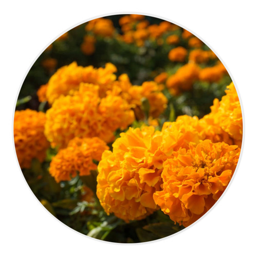 Semilla De Flor De Cempasúchil Var. Grande (70,000 Semillas)