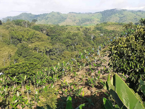 Imagen 28 de 30 de Venta De Finca En Pereira Vereda Combia .