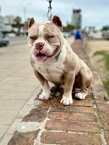 Comprar Monta American Bully