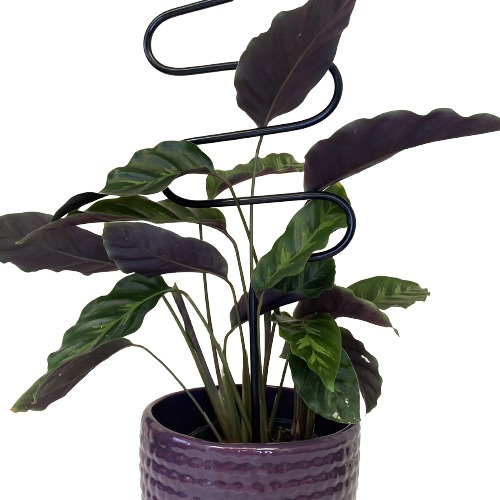 Tutor De Plantas Boomerang S