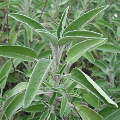 Chá De Sálvia Em Pó Salvia Officinalis L. 100g