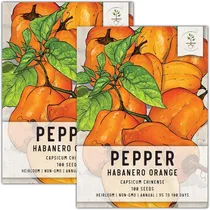 Comprar Semillas De Habanero Naranja 100 Semillas De Pimienta Tradic