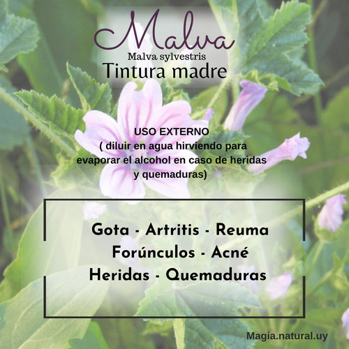 Homeopatía Tintura Madre Taco De Reina . Magia Natural.