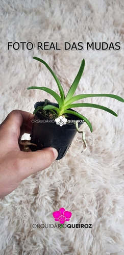 Muda Joven Orquidea Vanda Lindas Varias Cores Promocao