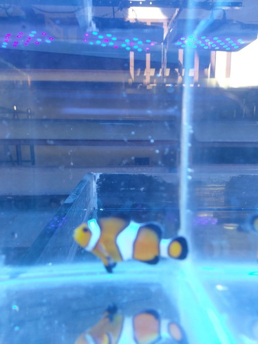 Imagen 2 de 6 de Payasos Ocellaris Acuario Marino
