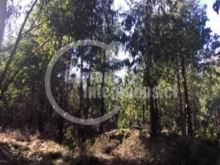 Imagen 12 de 14 de Sitio Forestal En Venta En Curacautín