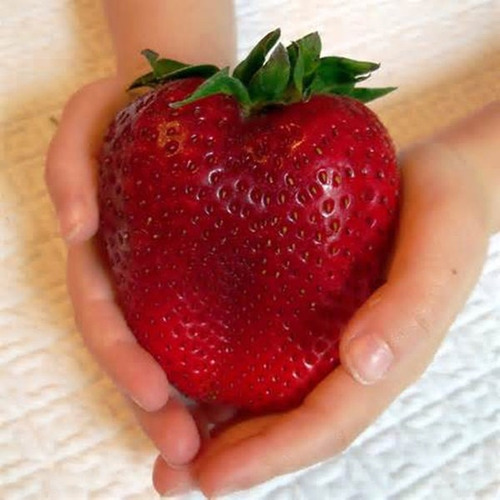 Imagem 2 de 7 de 20 Sementes De Morango Gigante Frutas Fruta Para Mudas