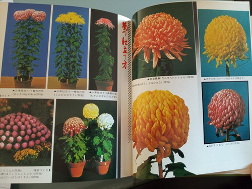 Crisantemos Libro Japonés De Jardinería Fukushima A0855 (Usado)