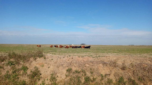 Imagem 10 de 10 de Fazenda Com 3750 Hectares Para Lavoura Em Itaqui - Rs