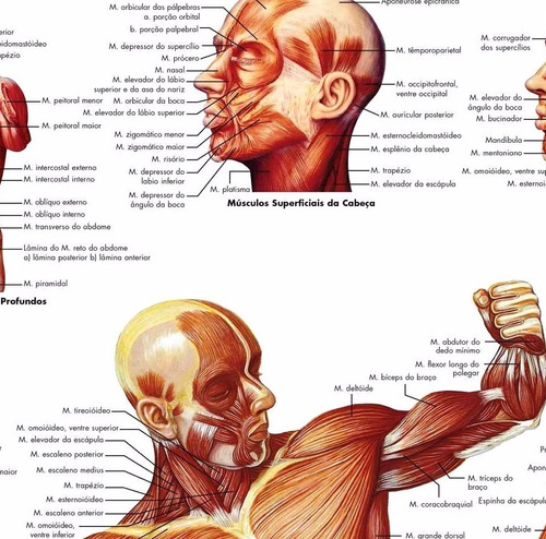 Poster Mapa Anatomia Muscular Hd 65x100cm Enfeite Para Sala