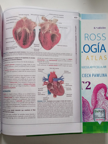 Histología Ross 8va