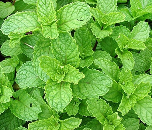 Semillas Menta Especia Perenne - Heirloom