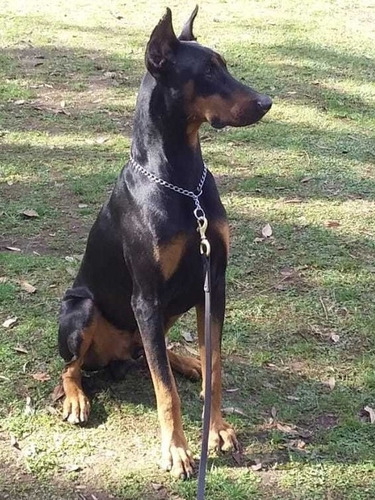Doberman Con Pédigree - Ofrezco Servicio De Monta