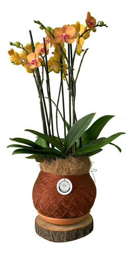 Kokedama Premium Orquídea Phaleanopsis 2 Varas Surf Song