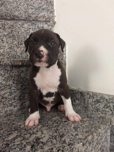 Filhotes De Pit Bull