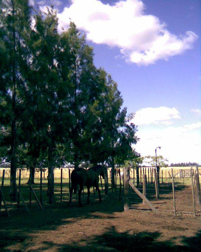 Venta Campo 15.600 M2 Cañuelas