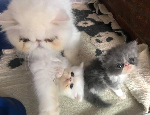 Gatos Persa Extremo Listos Para Entrega