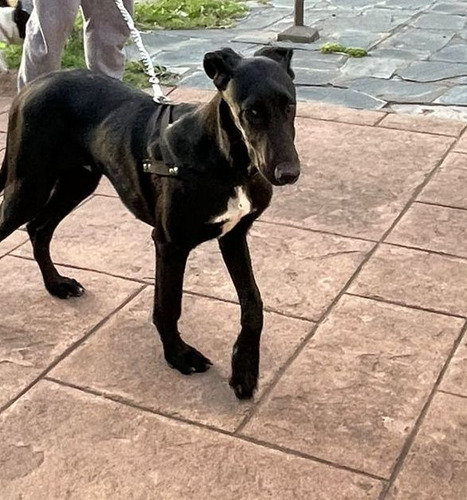 Galgo Cachorrón, Super Alto, Bello Y Esbelto, Adopción.