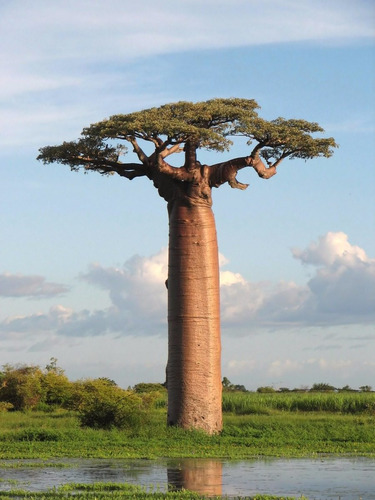 Semillas De Baobab Adansonia Grandidieri