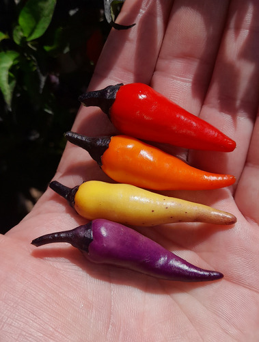 15 Semillas De Pimiento Ají Jalapeño Multicolor