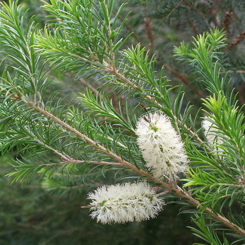 Muda De Melaleuca Alternifolia - Planta Medicinal