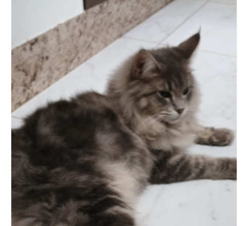 Gato Maine Coon Filhotes (gatil Saymon Cats)