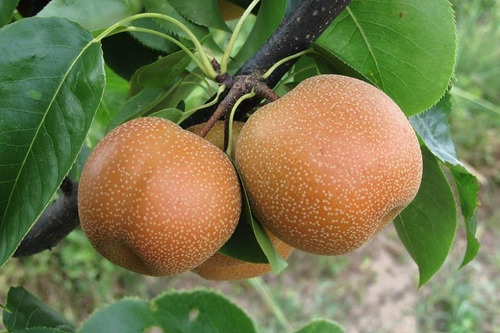 Peral Asiático Pyrus Pyrifolia Árbol Frutal Injertado