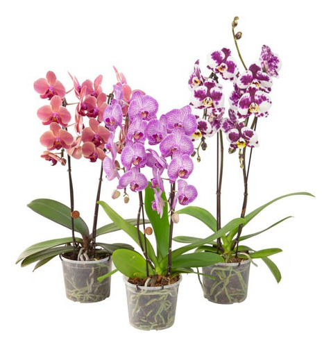 Orquídea Phalaenopsis P15 Con 2 Varas Florales Curvas