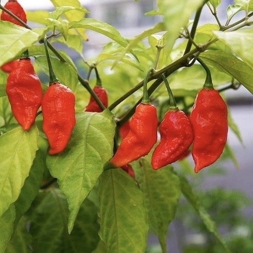 Ghost Bhut Jolokia (ají Fantasma)