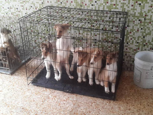 Imagen 7 de 10 de Rough Collie Lindos Cachorros