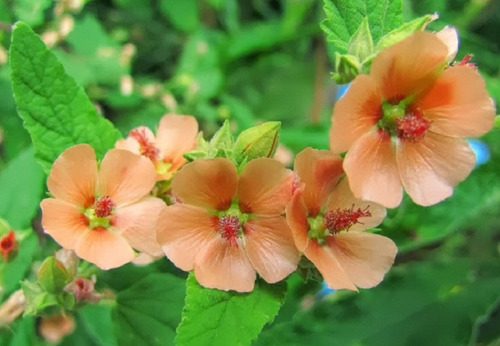 20 Semillas De Flor De Malva Naranja + Instructivo