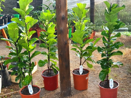 Imagen 3 de 9 de Ficus Lyrata!!!