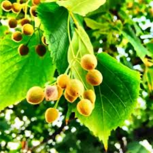 Imagen 1 de 9 de Arbol De Tilo - 4 Años - 2,5 Mts.hermoso-e.gratis Cabaygba
